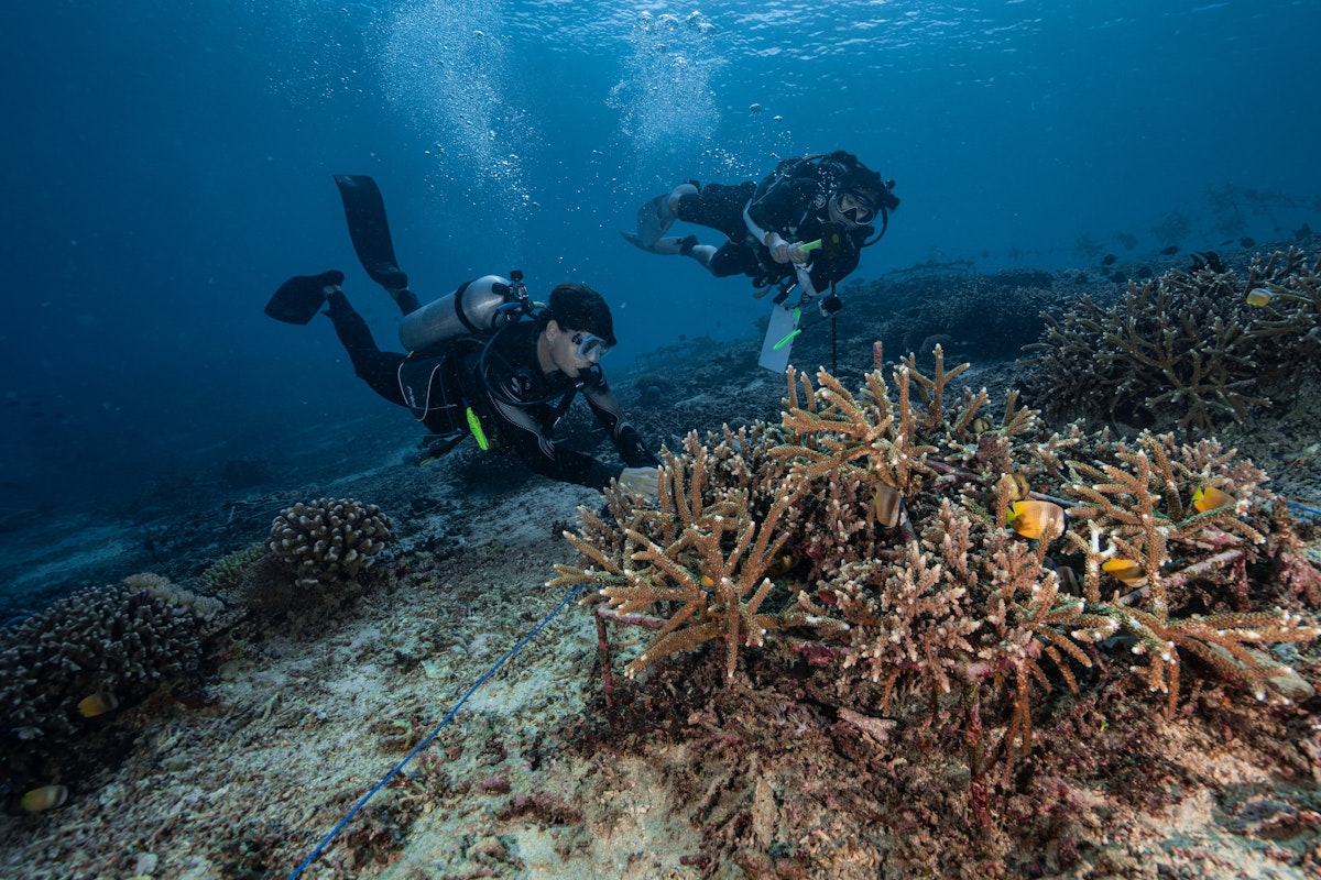 Revitalizing coral reef infrastructure in Indonesia